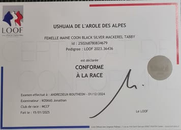 Diplôme de conformité au standar de notre Maine coon