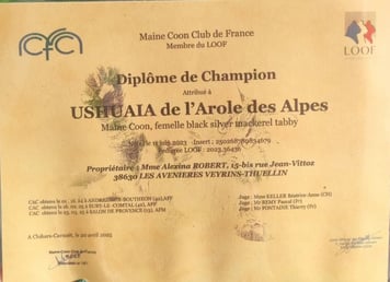 Diplôme de champion de notre Maine Coon