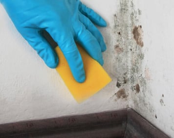 mold testing scottsdale