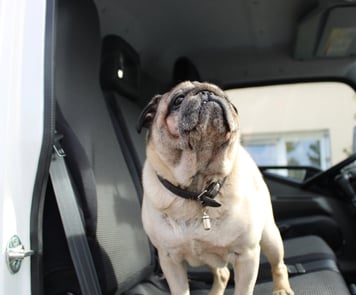 un chien dans un camion hydrocureur