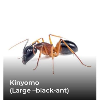 Kinyomo