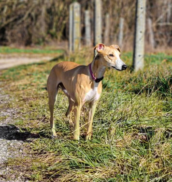 lévrier whippet à l'élevage Des Rives De Riss
