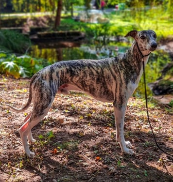 Lévrier whippet en exosition canine