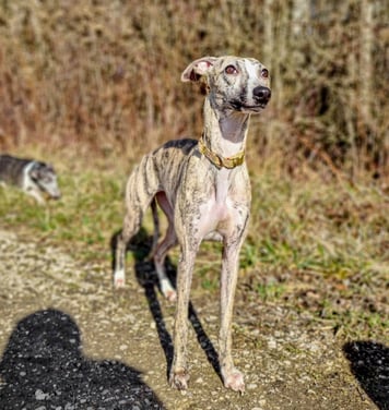 lévrier whippet à l'élevage Des Rives De Riss