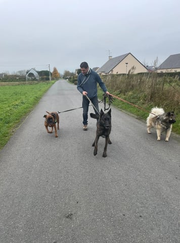 Thami petsitter