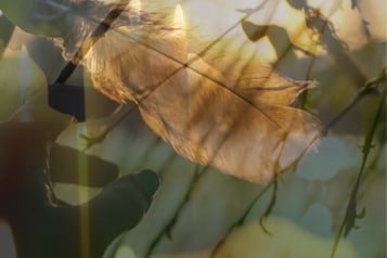 a feather for the exile energy