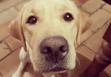 chien truffier labrador