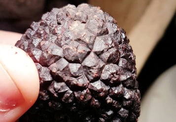 truffe noire Périgord tuber melanosporum