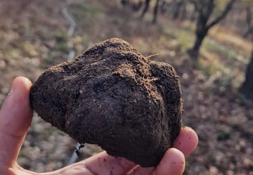 truffe noire perigord melanosporum brut de terre