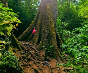 Oregon Coast - Nature trail south of Astoria is a big tree with an opening in the trunk both sides