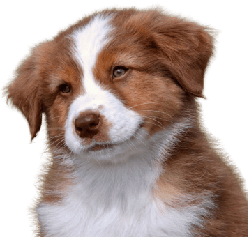 Australian Shepherd Welpe blickt neugierig in die Kamera – vertrauensvoller Kursstart bei Takoda