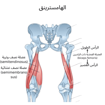 الهامسترينق