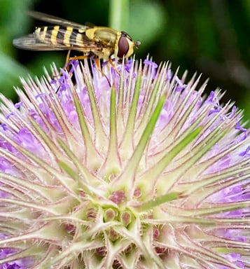 A hover fly on a teasel, Manchester. Photo by Celia Hooson, Circular City