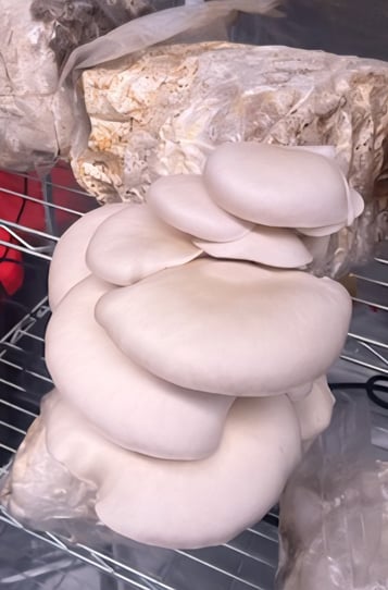 Kansas City Mushroom Company cultivates mushrooms in climate-controlled grow tents.