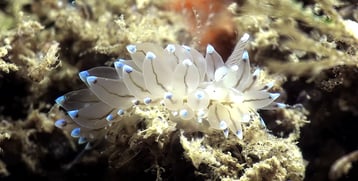 Nudibranche Antiopelle au Cap Ferret