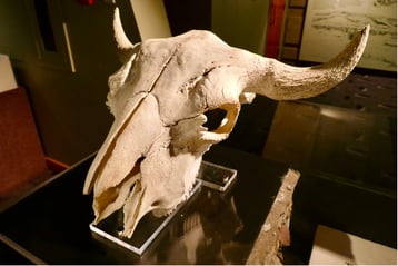Head-Smashed-In Buffalo Jump
