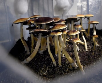 Magic mushrooms