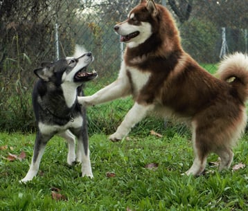 giochi tra maschio e femmina di alaskan malamute