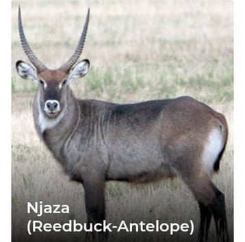 Njaza