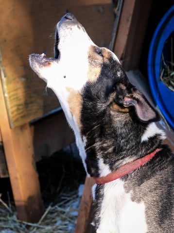 éducateur canin chien