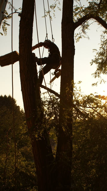 Professionnel en train d'élaguer un arbre.