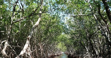 a boat traveling down a river with trees and a sky background at Bintan Mangrove