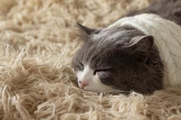 cat lying on deep shag pile carpet