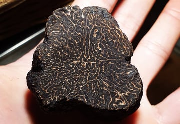 truffe noire perigord tuber melanosporum