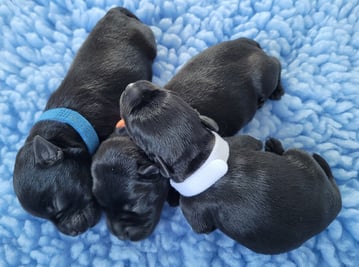 Chiots mâles Schnauzer miniature
