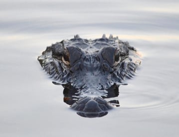 Top of the lakeshore food chain