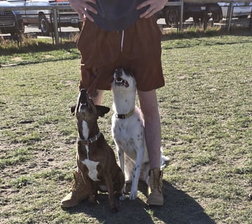 Both the Brown and White and black dog are now sitting at attention between trainers legs