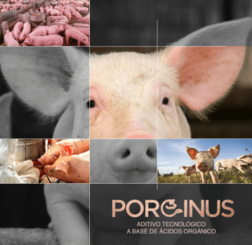 Collage de cerdos