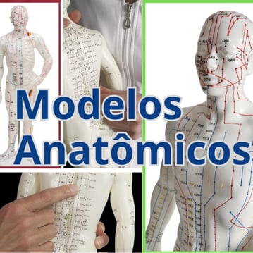 a man with a model of a human body and a model of a human body