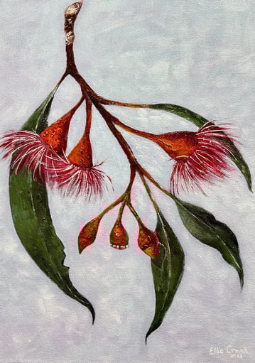 Eucalyptus blossoms painted in Acrylic