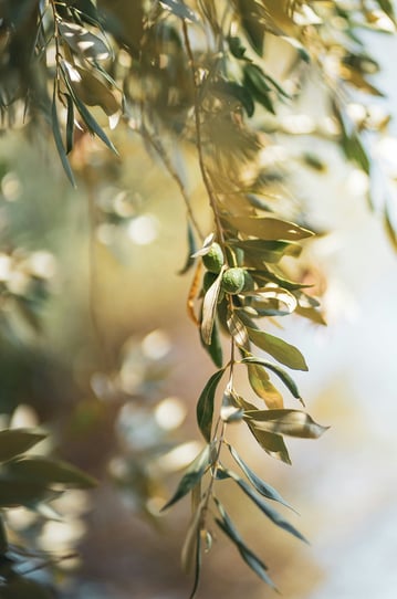 olive branch in nature / une branche d'olivier dans la nature