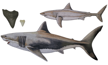 Comparaison Mégalodon et Requin Blanc
