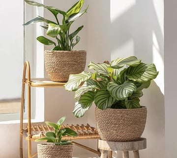  Cesta de Plantas de Hierba Marina en el Interior y en el Exterior, Cubierta de Macetas, Contenedore