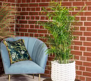  Palmera de salón, auténtica planta de interior, Chamaedorea elegans, altura aproximada de 70 cm, di