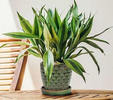 Maceta de cerámica esmaltada, Ø 17cm, Tiesto Decorativo para Plantas, Macetero con Plato Redondo par