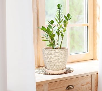 Maceta de cerámica esmaltada, Ø 17 cm, Tiesto Decorativo para Plantas, Macetero con Plato Redondo pa