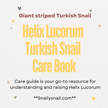 Snail Care Guide - Helix Lucorum Turkish Snail