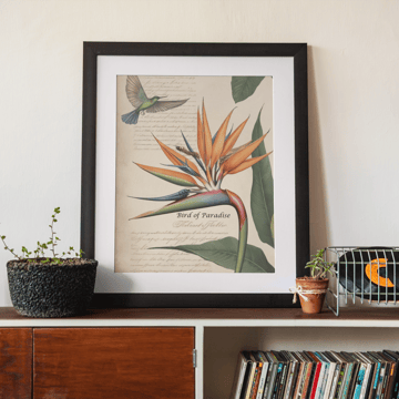 bird of paradise framed