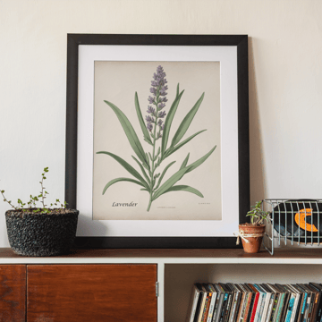 Lavender botanical print framed