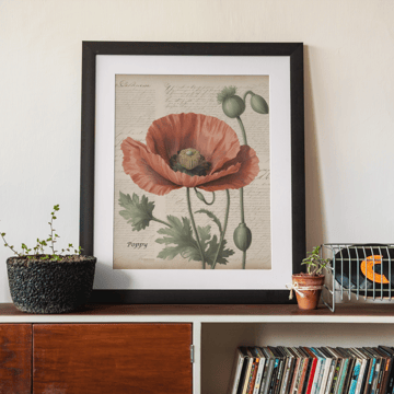 Poppy Flower framed