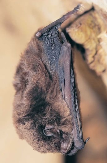 eastern bent wing bat
