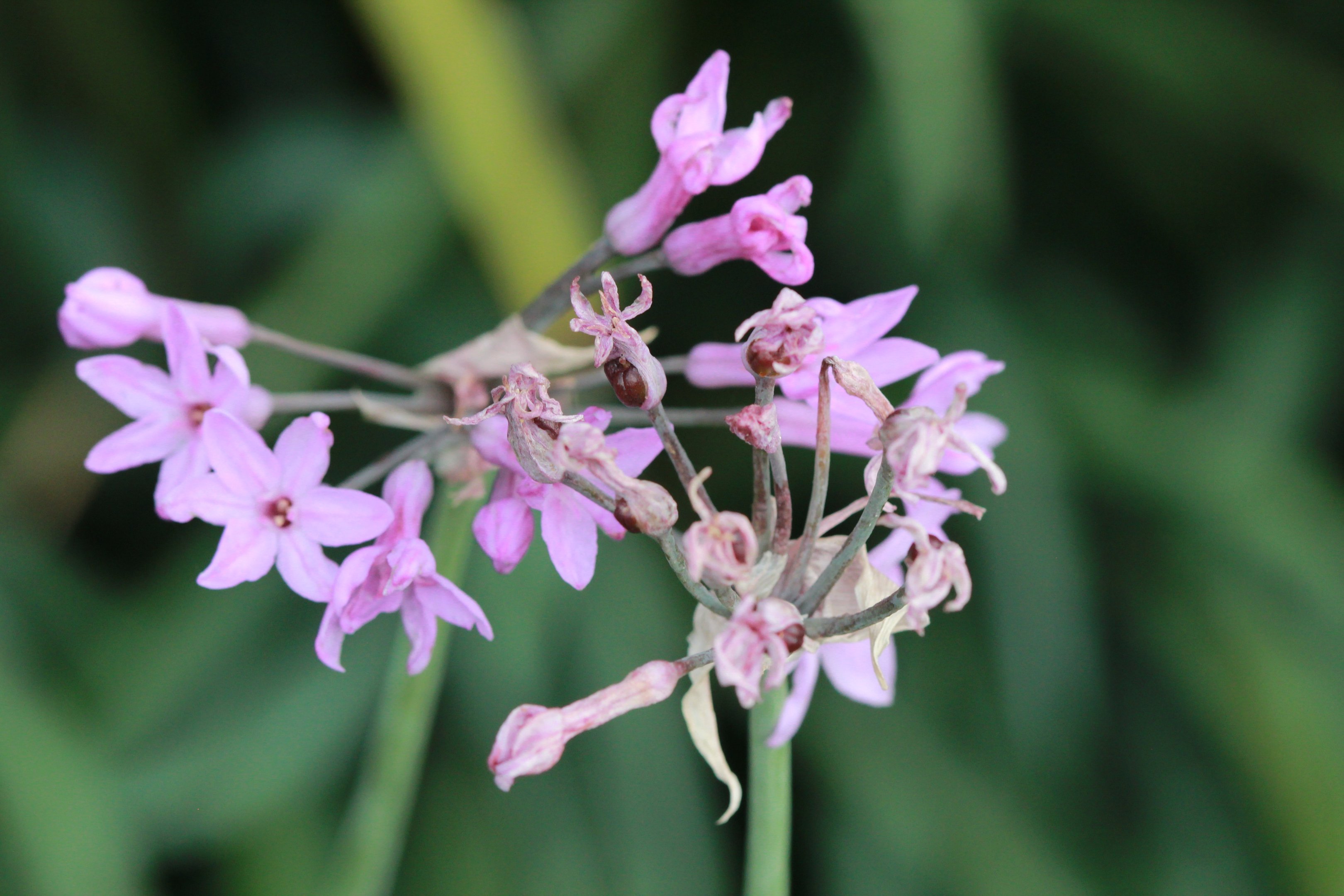 Beautiful Garden Landscape