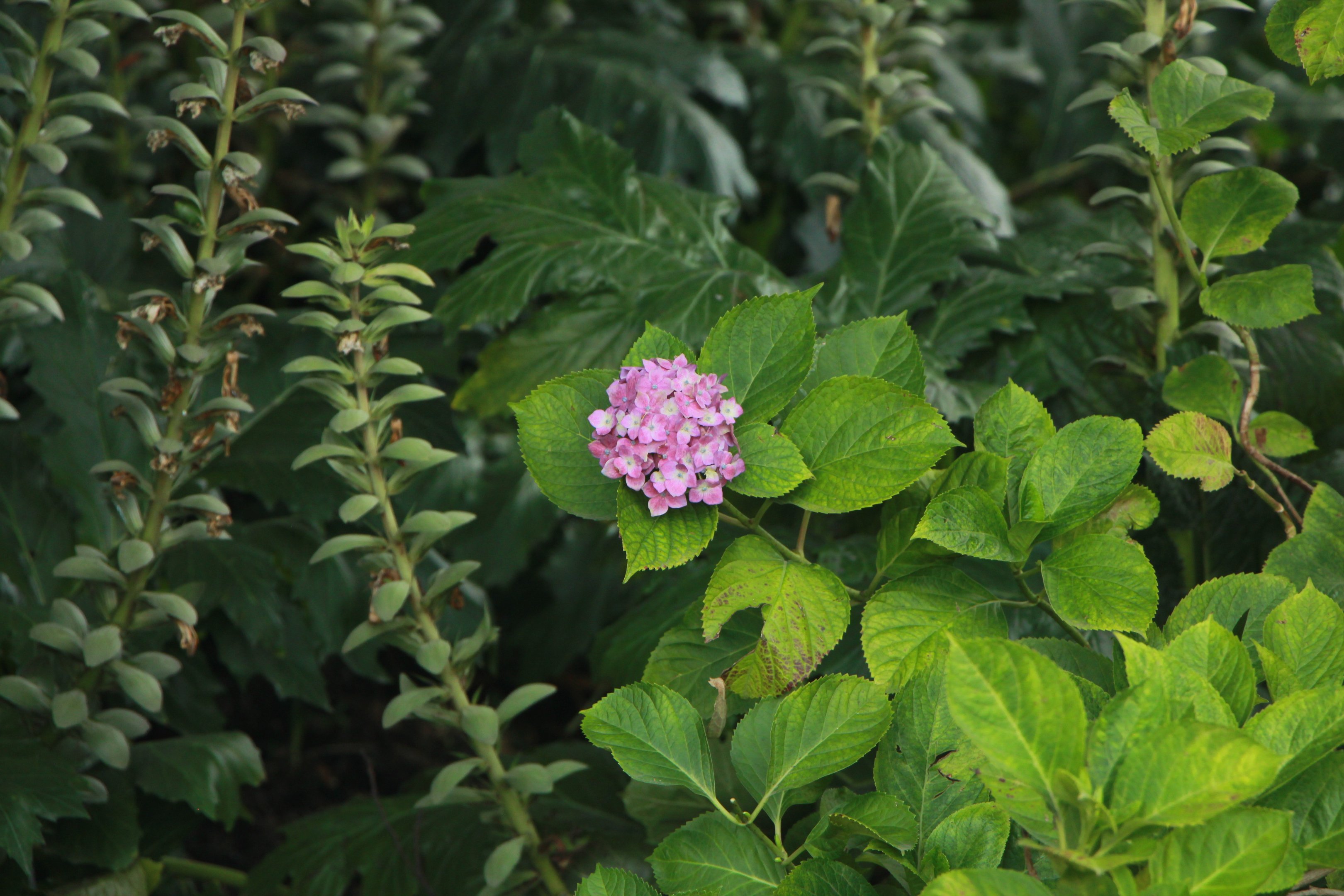 Christopher Williams, CEO