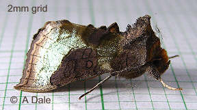 Burnished Brass moth