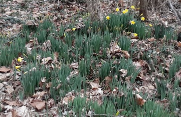 marchlillies walk