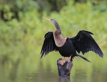 Florida's Anhinga